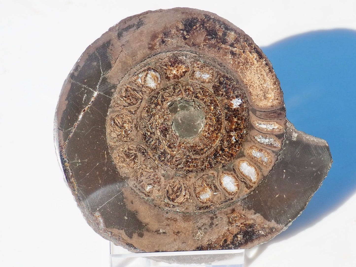 Cut and Polished Ammonite Dactylioceras