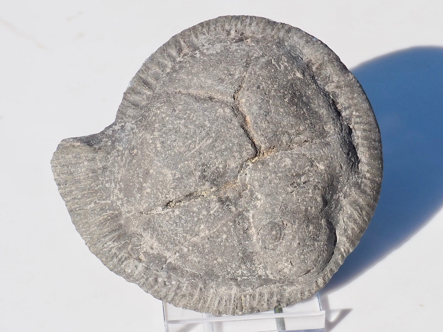 Cut and Polished Ammonite Dactylioceras