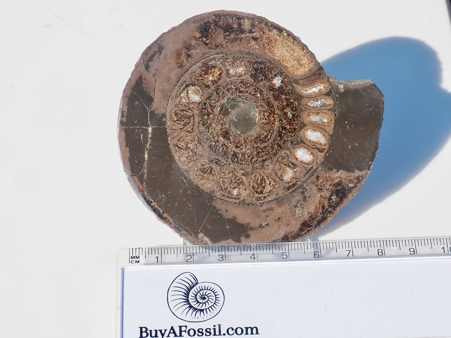 Cut and Polished Ammonite Dactylioceras