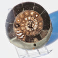 Cut and Polished Ammonite Dactylioceras