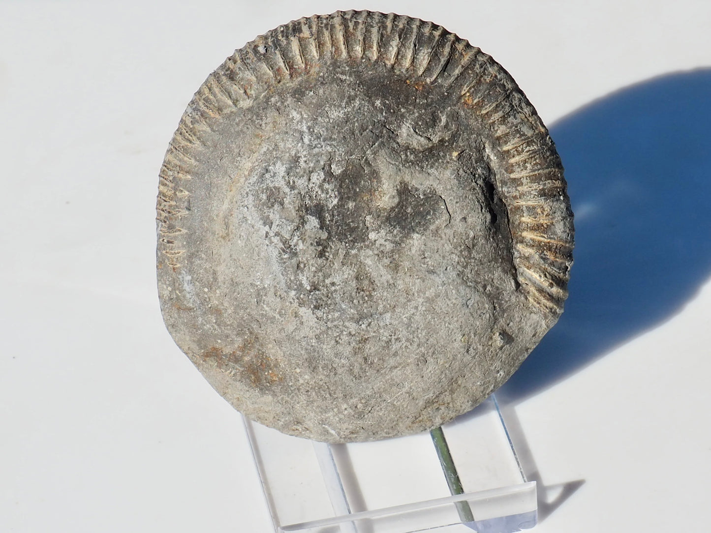 Cut and Polished Ammonite Dactylioceras