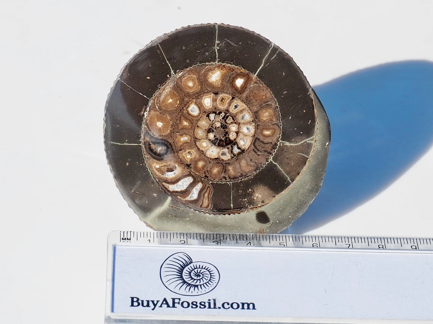 Cut and Polished Ammonite Dactylioceras