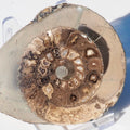 Cut and Polished Ammonite Fossil – Whitby Yorkshire Coast – Jurassic