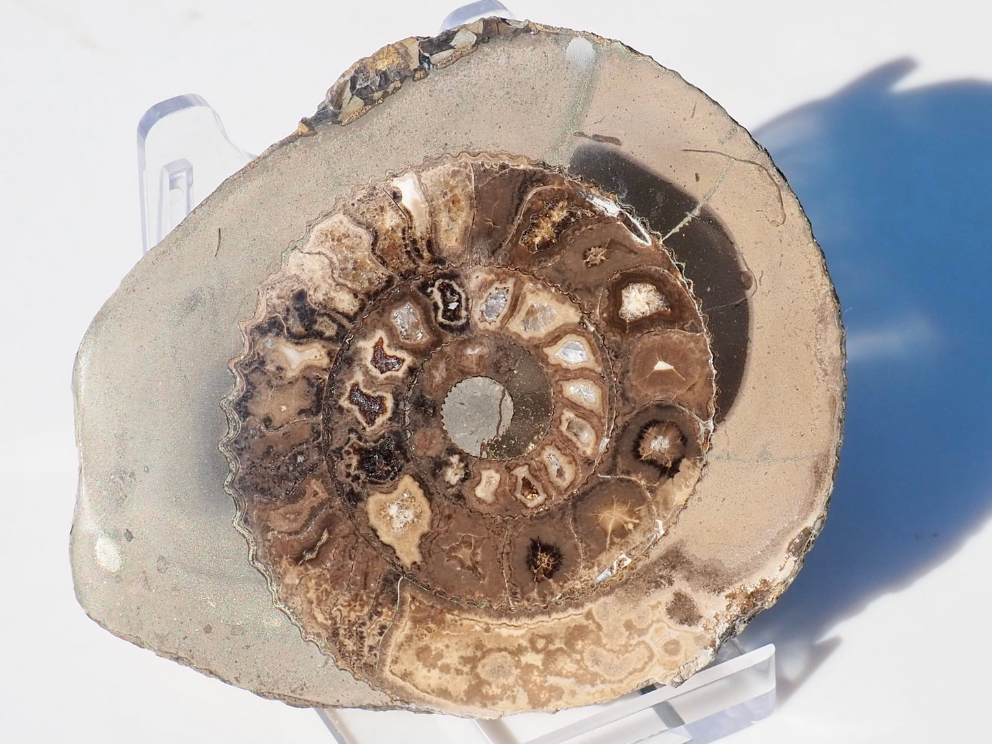 Cut and Polished Ammonite Dactylioceras