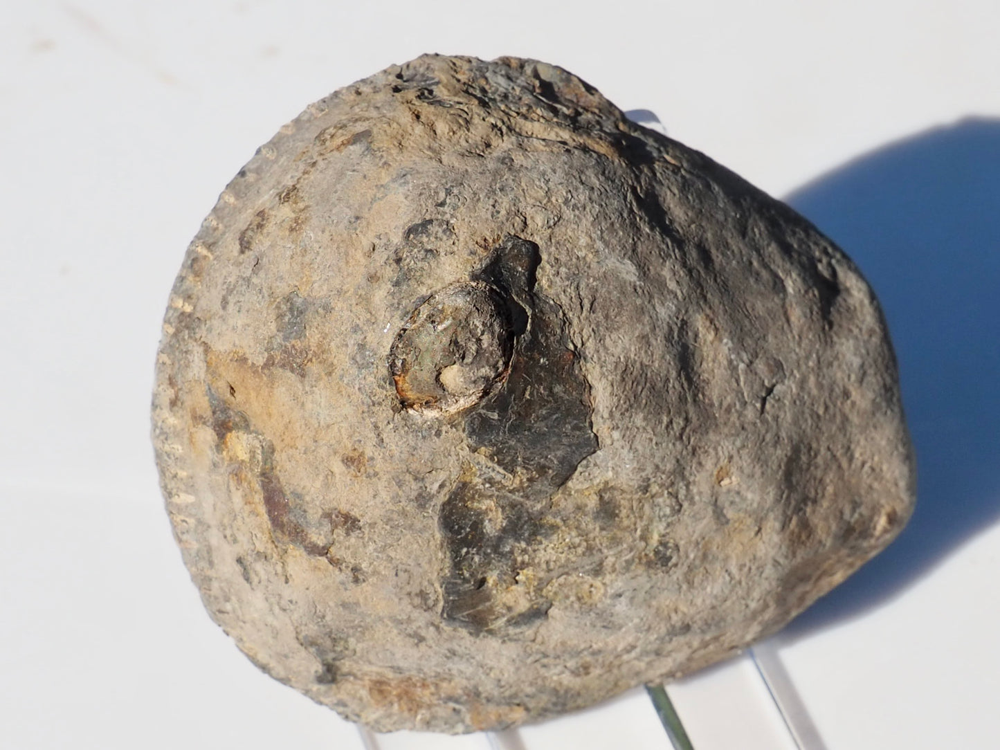 Cut and Polished Ammonite Dactylioceras