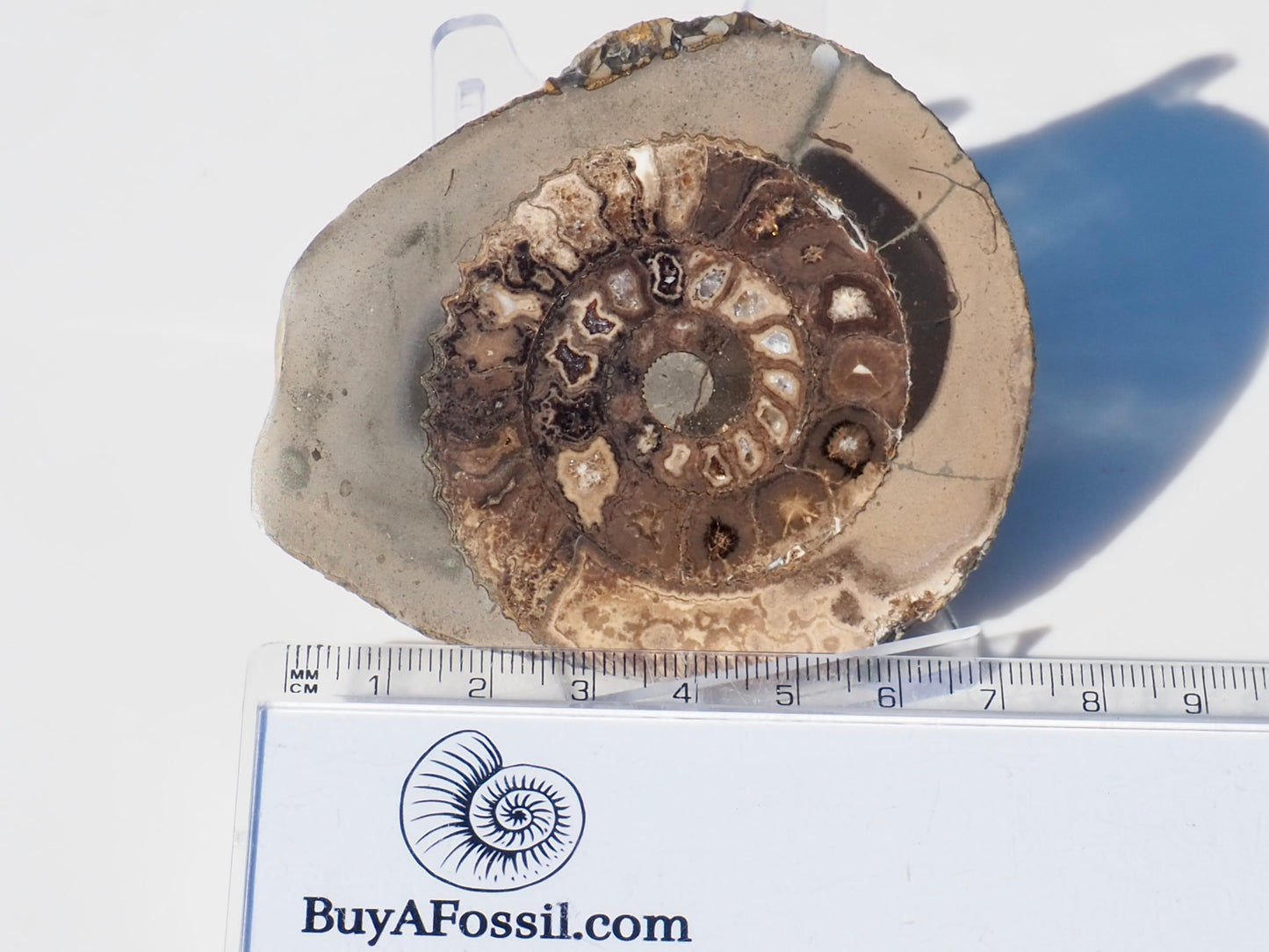 Cut and Polished Ammonite Dactylioceras