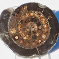 Cut and Polished Ammonite Dactylioceras
