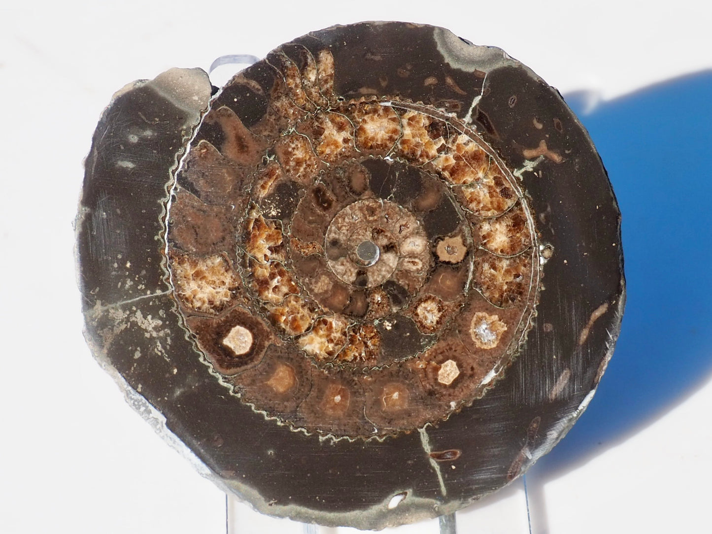 Cut and Polished Ammonite Dactylioceras