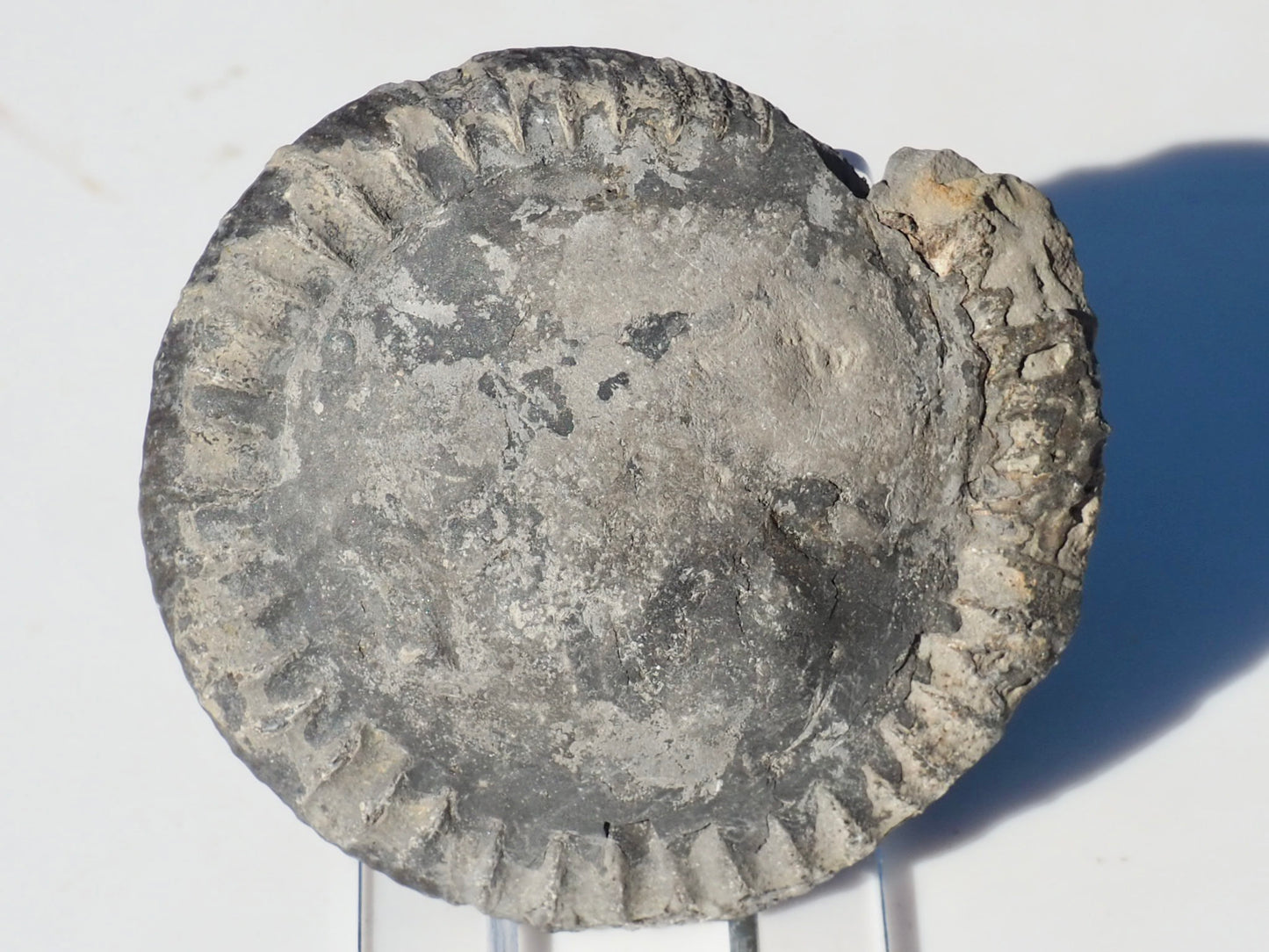 Cut and Polished Ammonite Dactylioceras