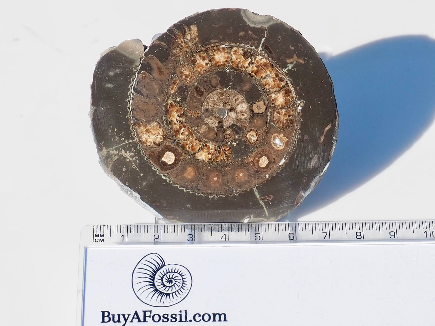 Cut and Polished Ammonite Dactylioceras