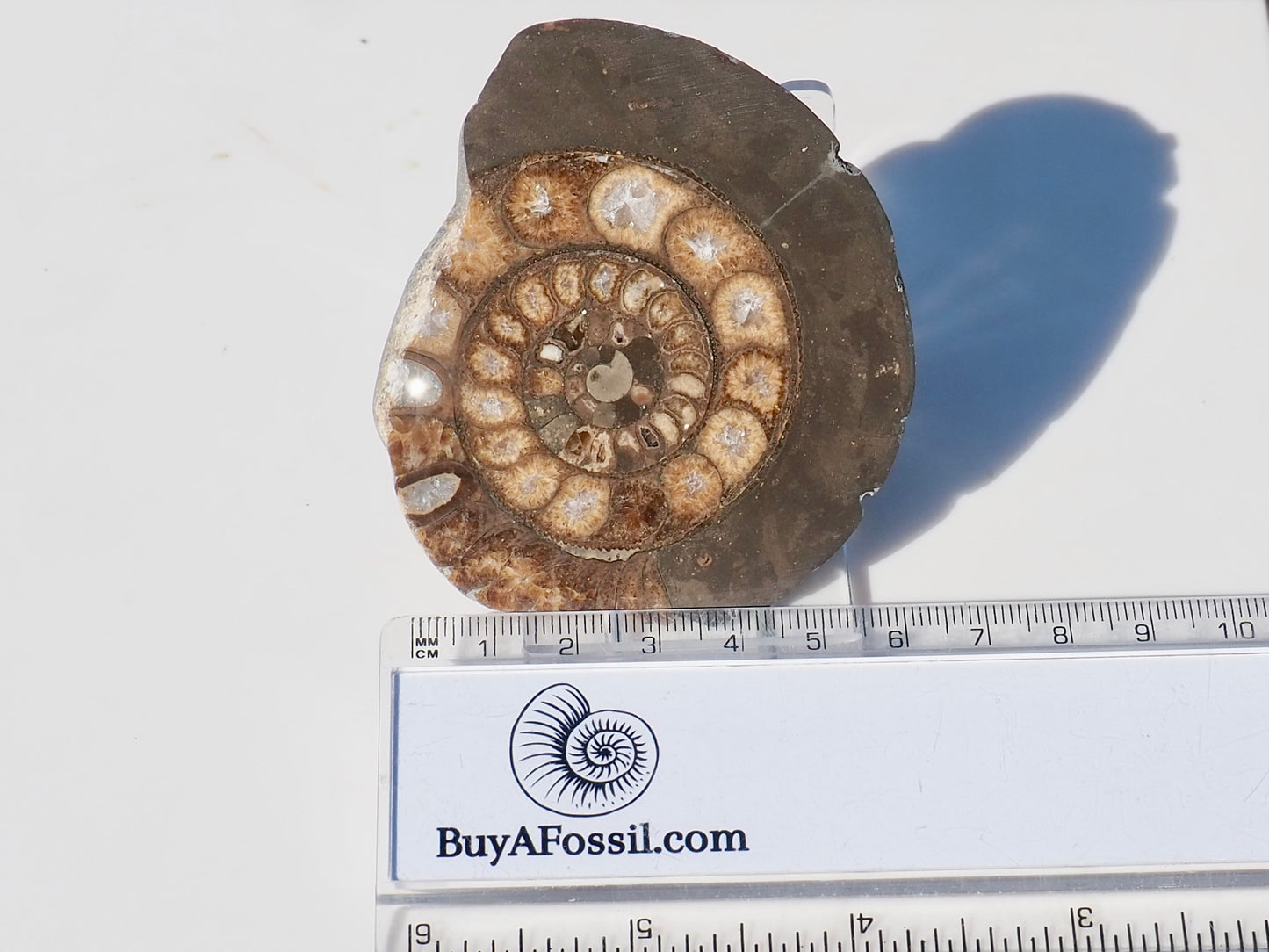 Cut and Polished Ammonite Dactylioceras