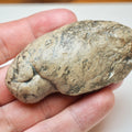 Jurassic Coprolite Fossil From Whitby Yorkshire Coast UK