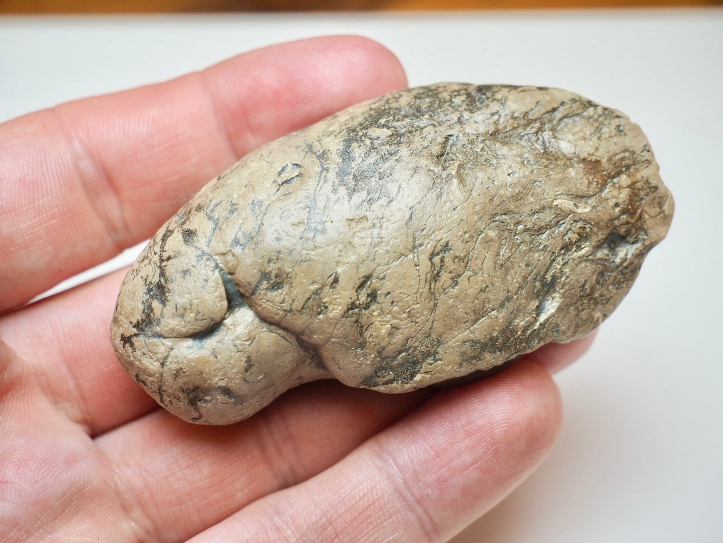 Jurassic Coprolite Fossil From Whitby Yorkshire Coast UK