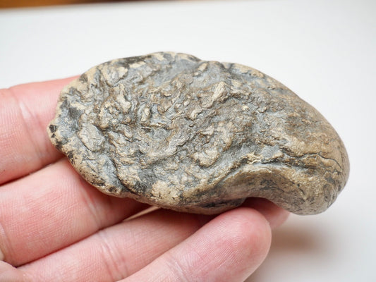 Jurassic Coprolite Fossil From Whitby Yorkshire Coast UK
