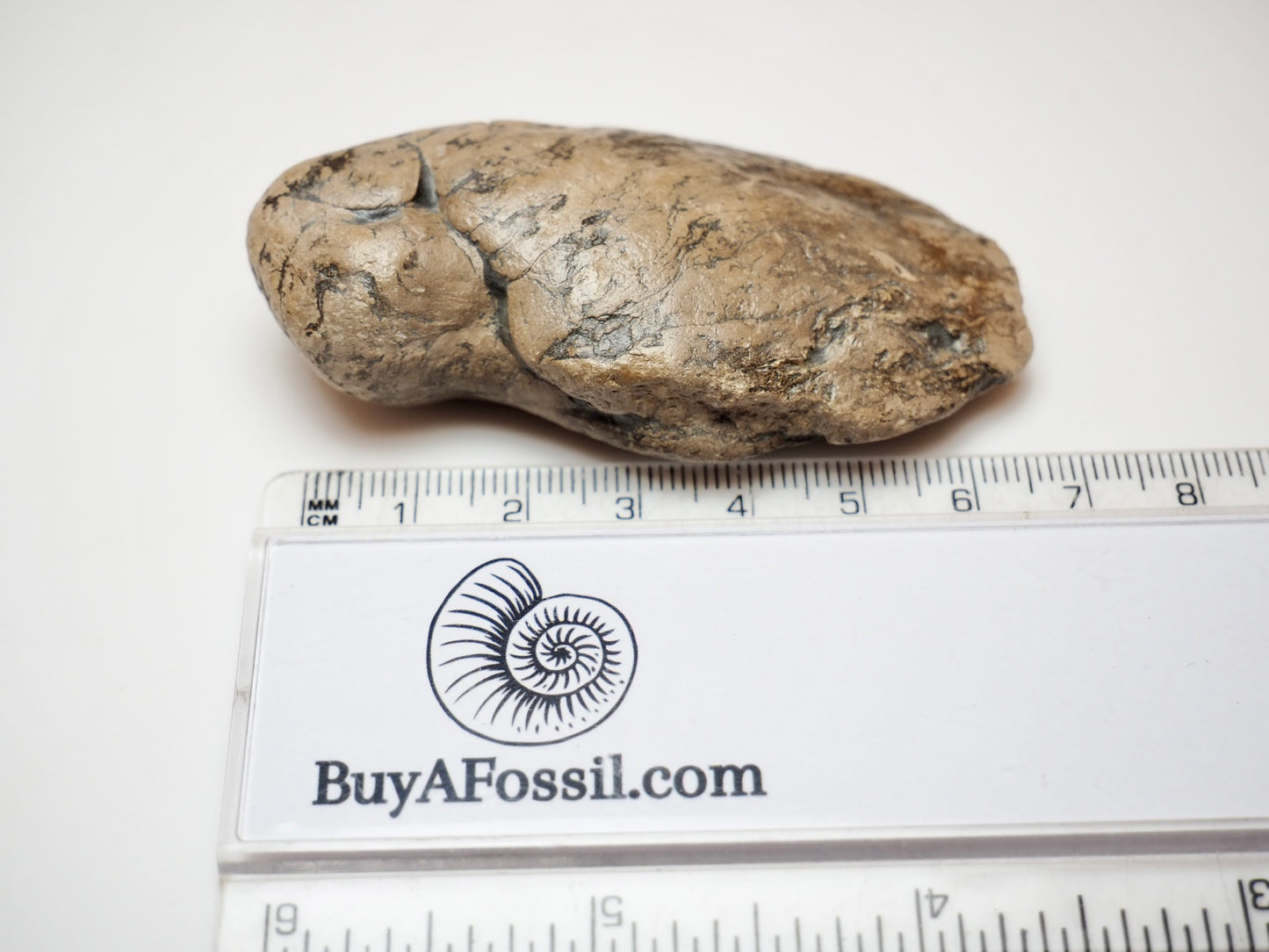 Jurassic Coprolite Fossil From Whitby Yorkshire Coast UK