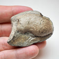 Genuine Yorkshire Coast Coprolite Fossil From Ancient Marine Predator