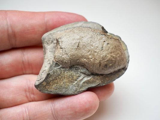 Genuine Yorkshire Coast Coprolite Fossil From Ancient Marine Predator