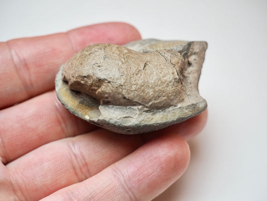 Genuine Yorkshire Coast Coprolite Fossil From Ancient Marine Predator