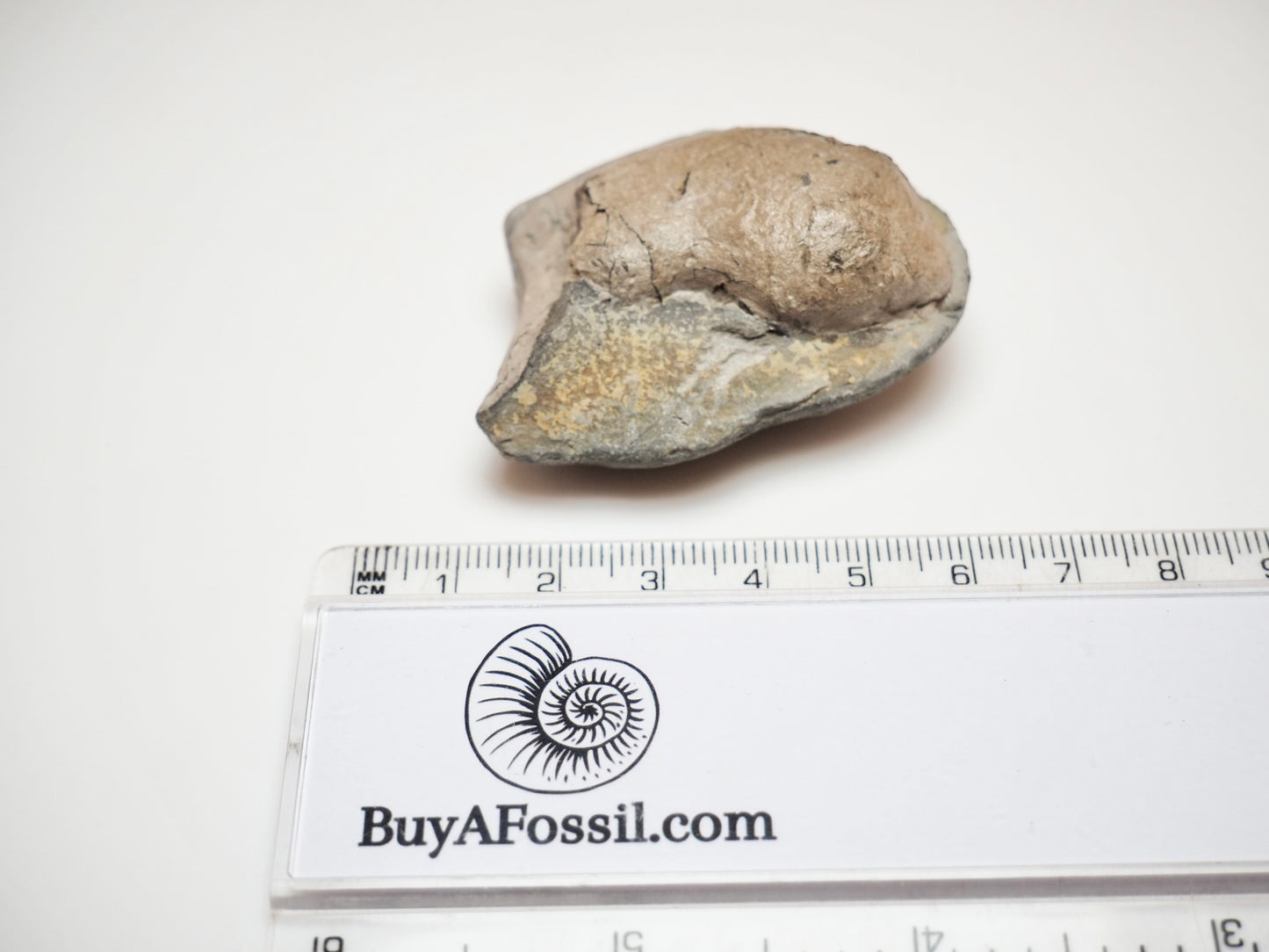 Genuine Yorkshire Coast Coprolite Fossil From Ancient Marine Predator
