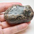 Fossilised Jurassic Coprolite From Whitby UK Lower Jurassic