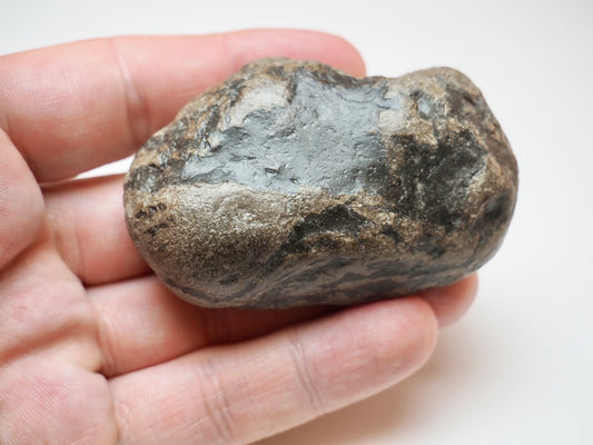 Fossilised Jurassic Coprolite From Whitby UK Lower Jurassic