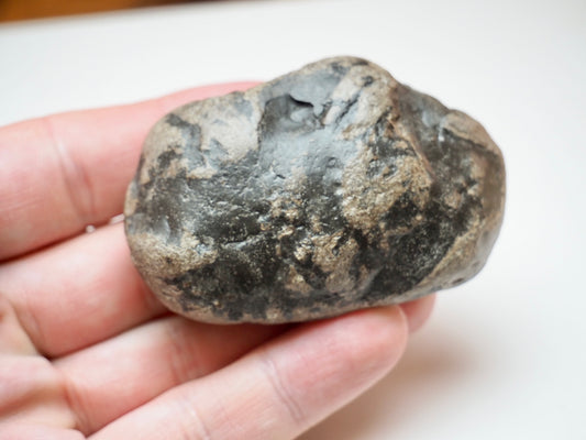 Fossilised Jurassic Coprolite From Whitby UK Lower Jurassic