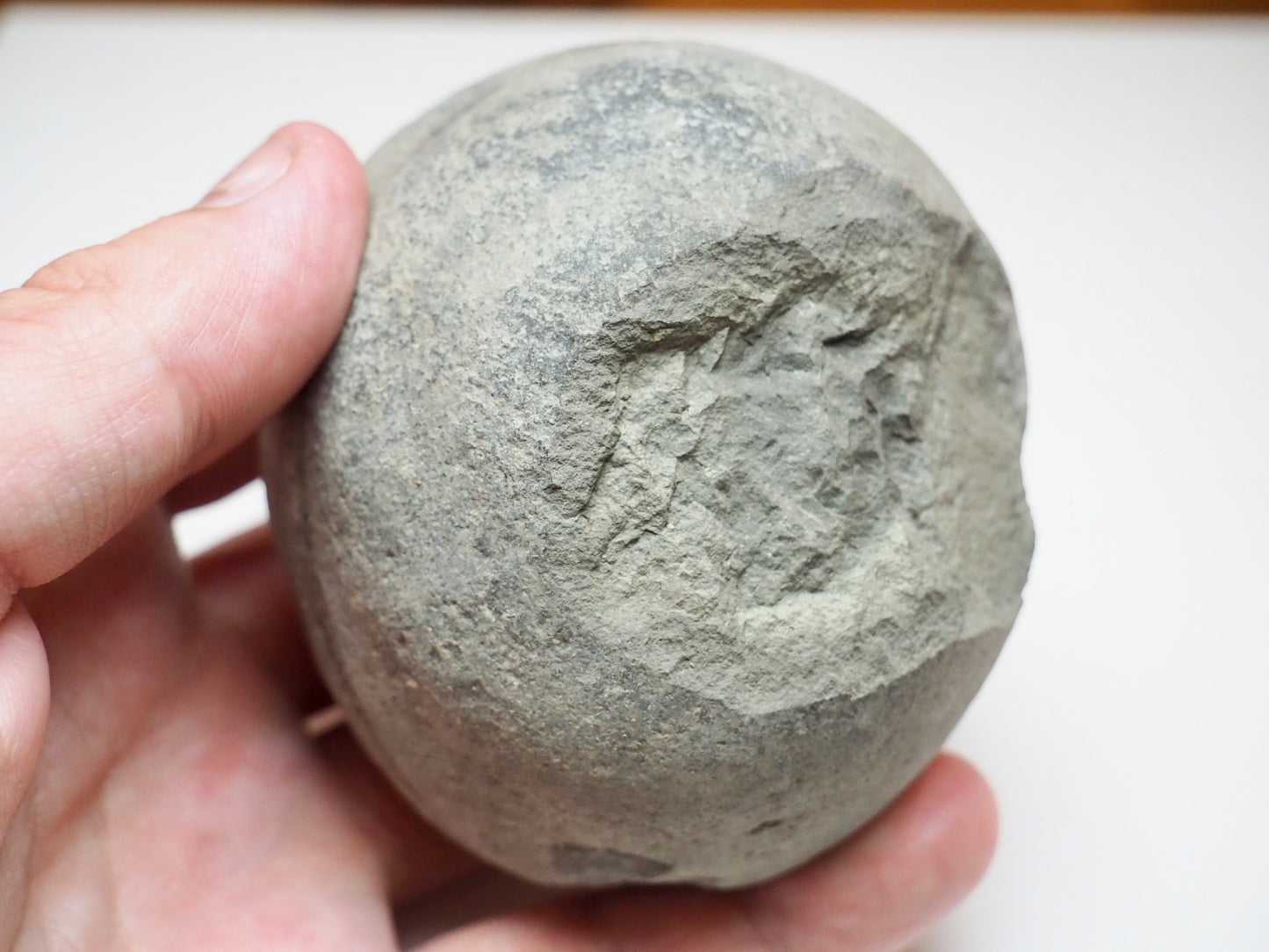Authentic Whitby Marine Reptile Coprolite Fossil