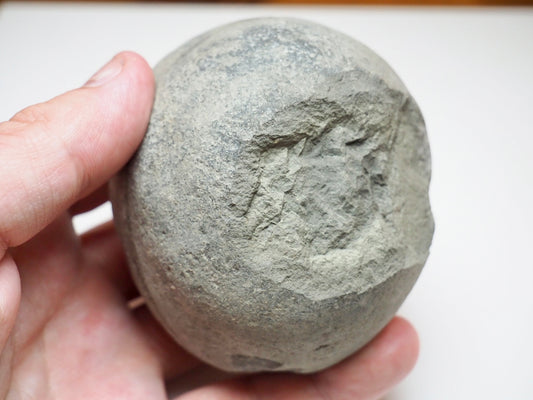 Authentic Whitby Marine Reptile Coprolite Fossil