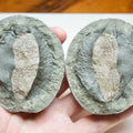 Authentic Whitby Marine Reptile Coprolite Fossil
