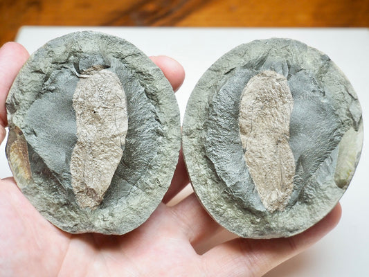 Authentic Whitby Marine Reptile Coprolite Fossil