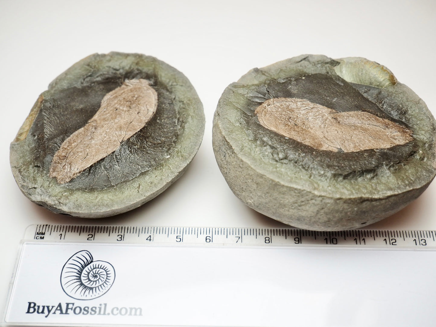 Authentic Whitby Marine Reptile Coprolite Fossil