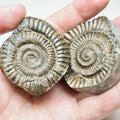 Dactylioceras Ammonite Fossil Split Pair – Whitby Yorkshire Coast Jurassic
