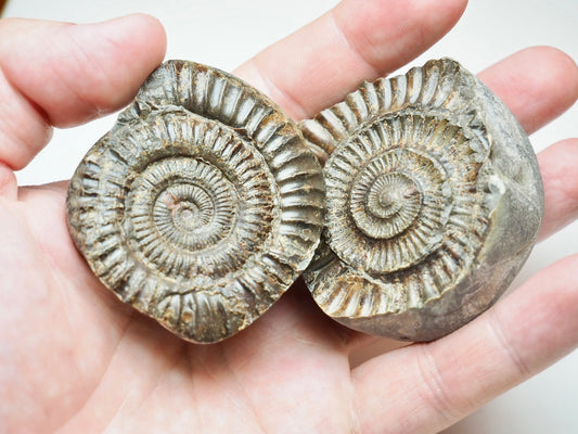 Dactylioceras Ammonite Fossil Split Pair – Whitby Yorkshire Coast Jurassic