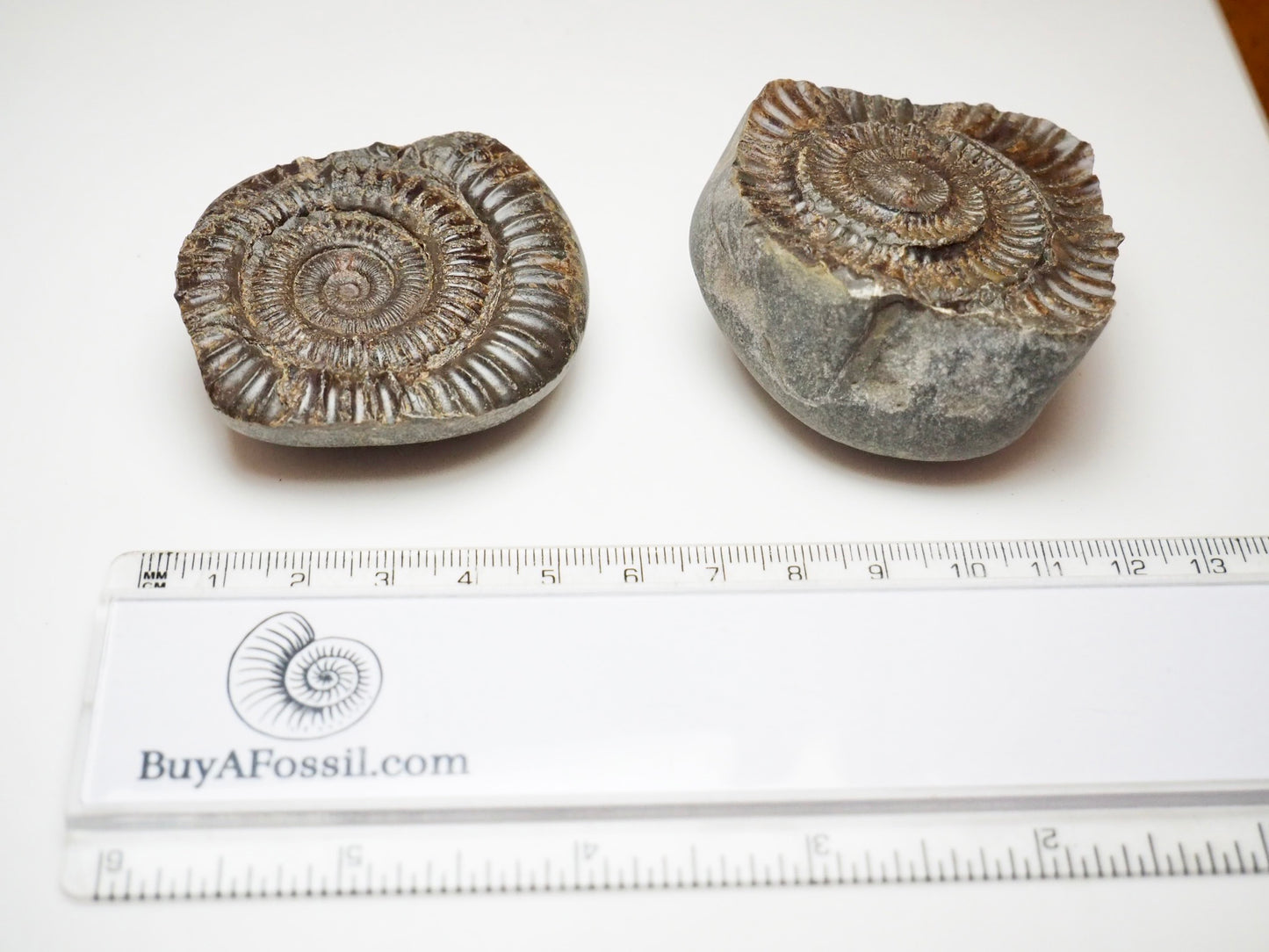 Dactylioceras Ammonite Fossil Split Pair – Whitby Yorkshire Coast Jurassic