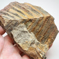 Jurassic Fossil Fern Plant Material From Whitby Yorkshire Coast