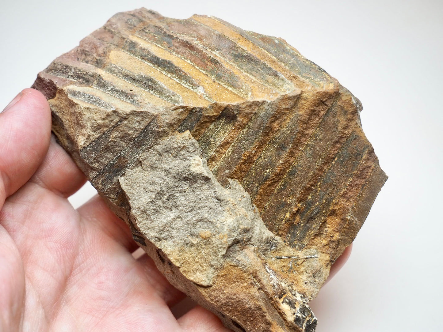 Jurassic Fossil Fern Plant Material From Whitby Yorkshire Coast