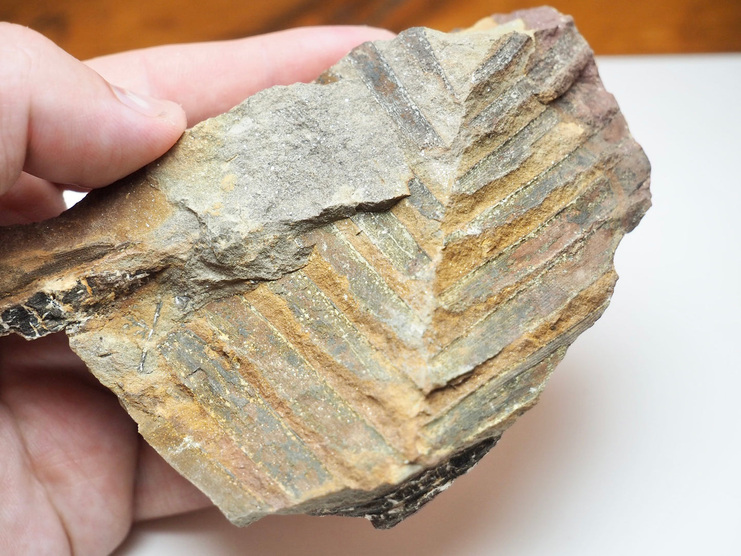 Jurassic Fossil Fern Plant Material From Whitby Yorkshire Coast