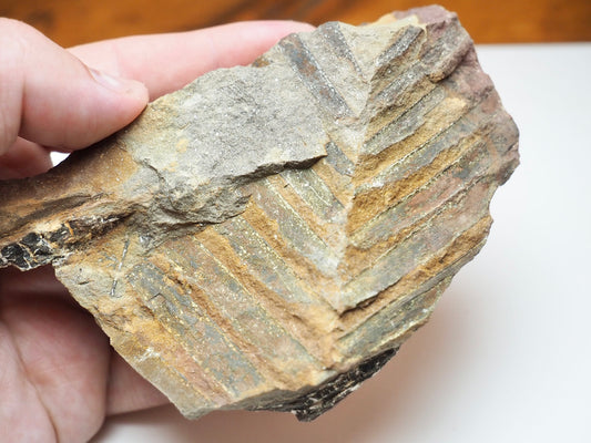 Jurassic Fossil Fern Plant Material From Whitby Yorkshire Coast
