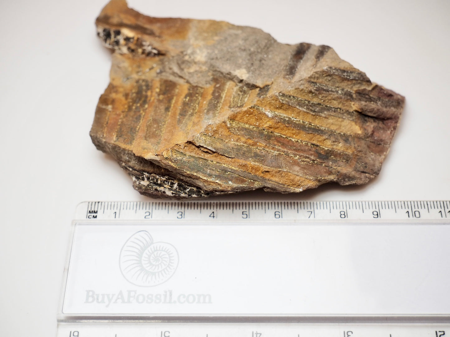 Jurassic Fossil Fern Plant Material From Whitby Yorkshire Coast