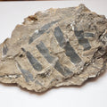 Jurassic Fossilised Plant Material In Sandstone From Whitby UK