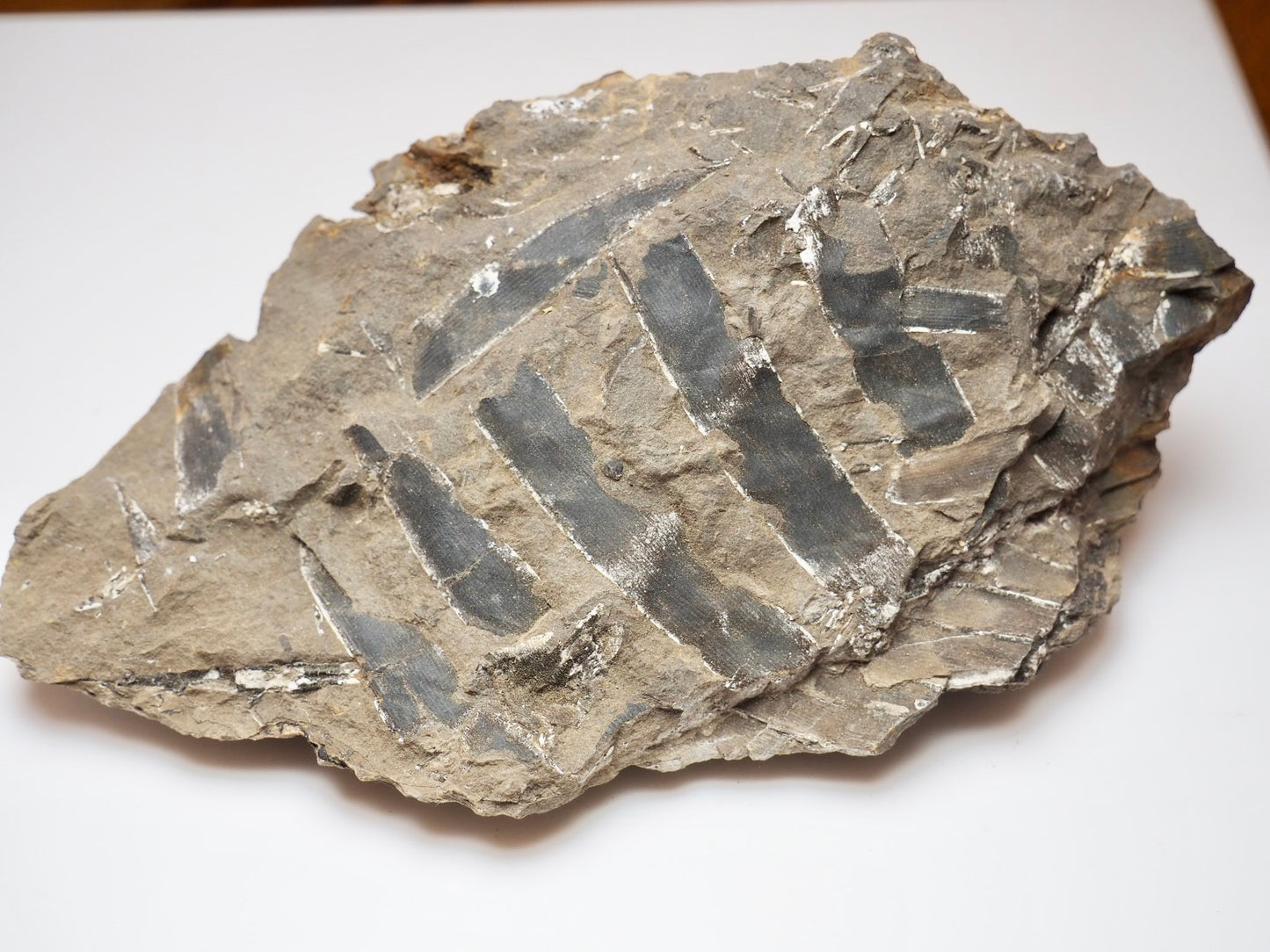 Jurassic Fossilised Plant Material In Sandstone From Whitby UK