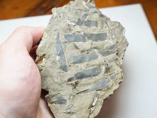 Jurassic Fossilised Plant Material In Sandstone From Whitby UK