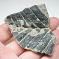 Fossil Fern Plant Material Specimen From Whitby Yorkshire Coast