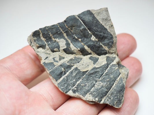 Fossil Fern Plant Material Specimen From Whitby Yorkshire Coast