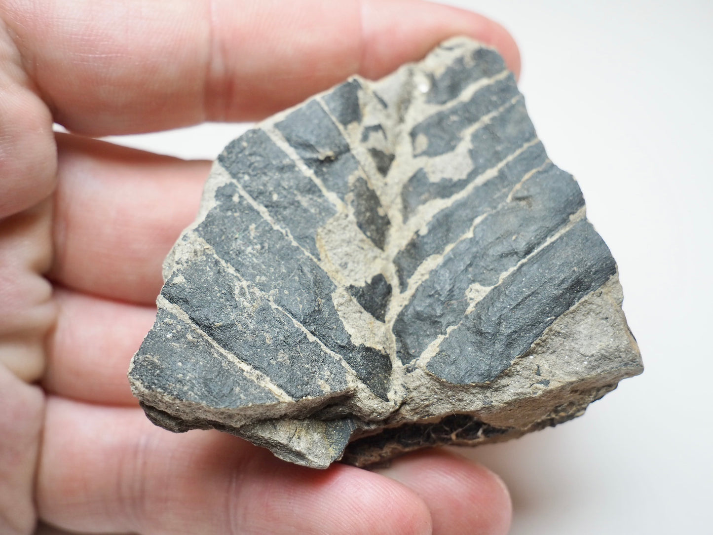 Fossil Fern Plant Material Specimen From Whitby Yorkshire Coast