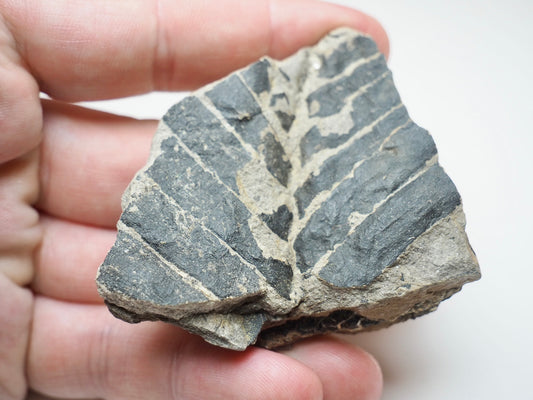 Fossil Fern Plant Material Specimen From Whitby Yorkshire Coast