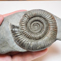 Prepared Dactylioceras Ammonite Fossil From Whitby Yorkshire Coast