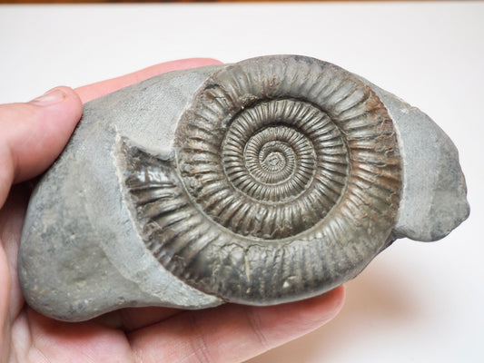Prepared Dactylioceras Ammonite Fossil From Whitby Yorkshire Coast