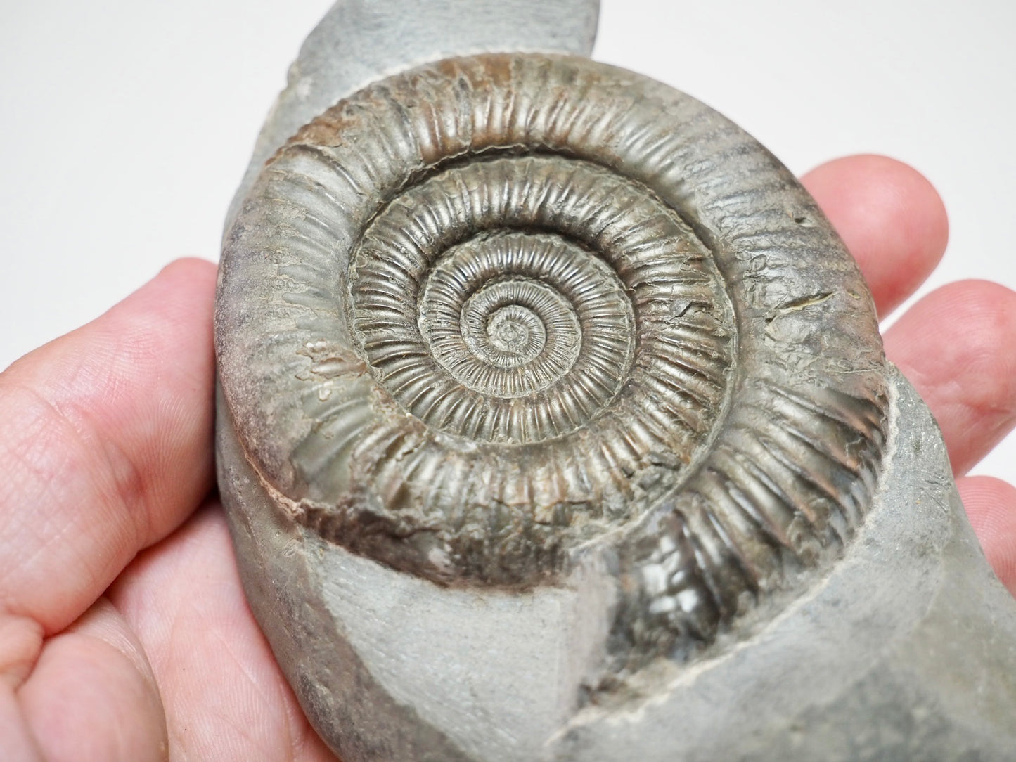Prepared Dactylioceras Ammonite Fossil From Whitby Yorkshire Coast