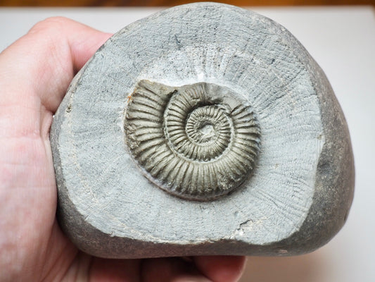 Dactylioceras Ammonite Fossil From Whitby Yorkshire Coast